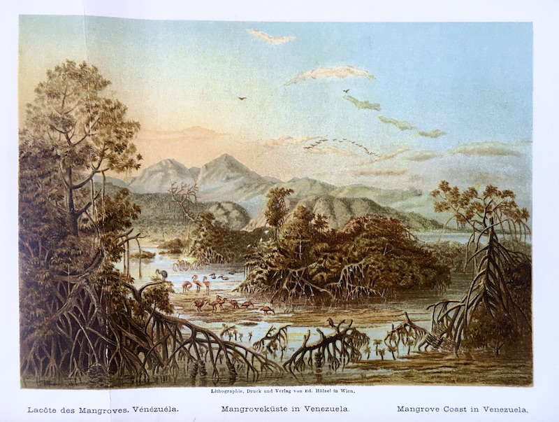 Costa de Mangrove en Venezuela / La cote des Mangroves Venezuela / Mangroveküste in Venezuela / Mangrove Coast in Venezuela